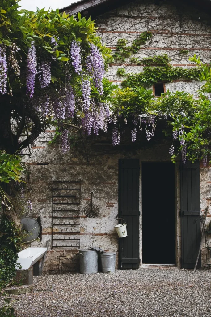 Entryway door to a French countryside home covered in wysteria vines.